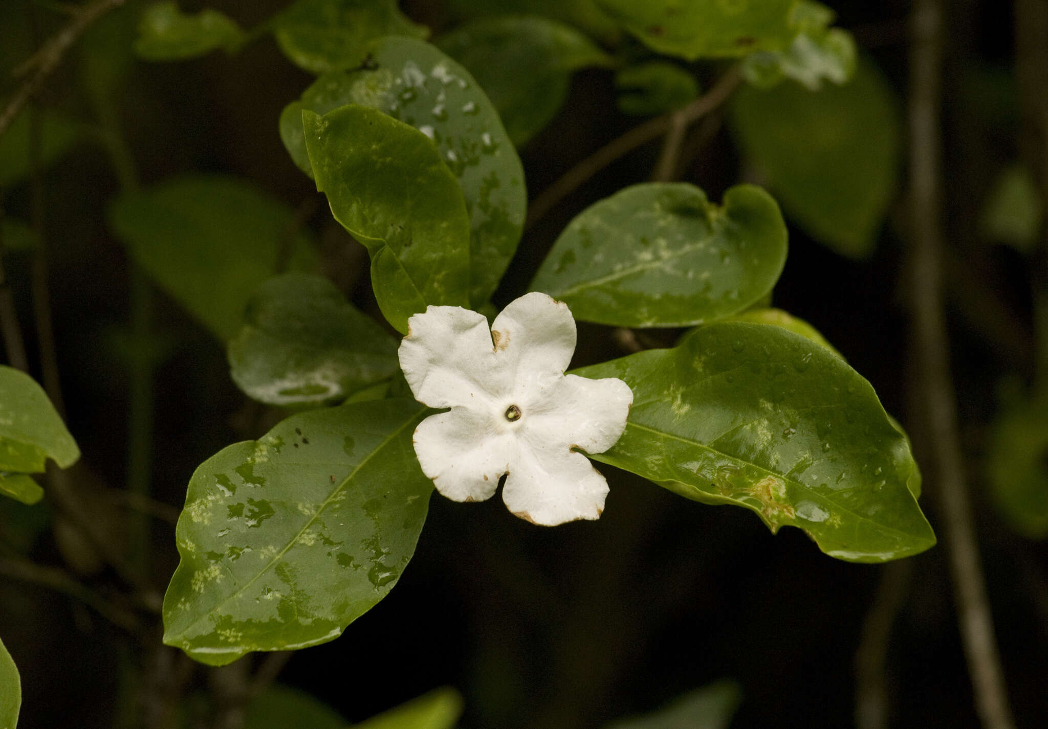 Image de Brunfelsia australis Benth.