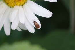 Image of red-barred tortrix