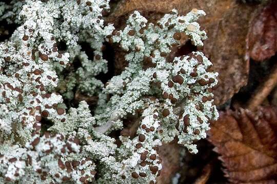 Image of Woolly foam lichen