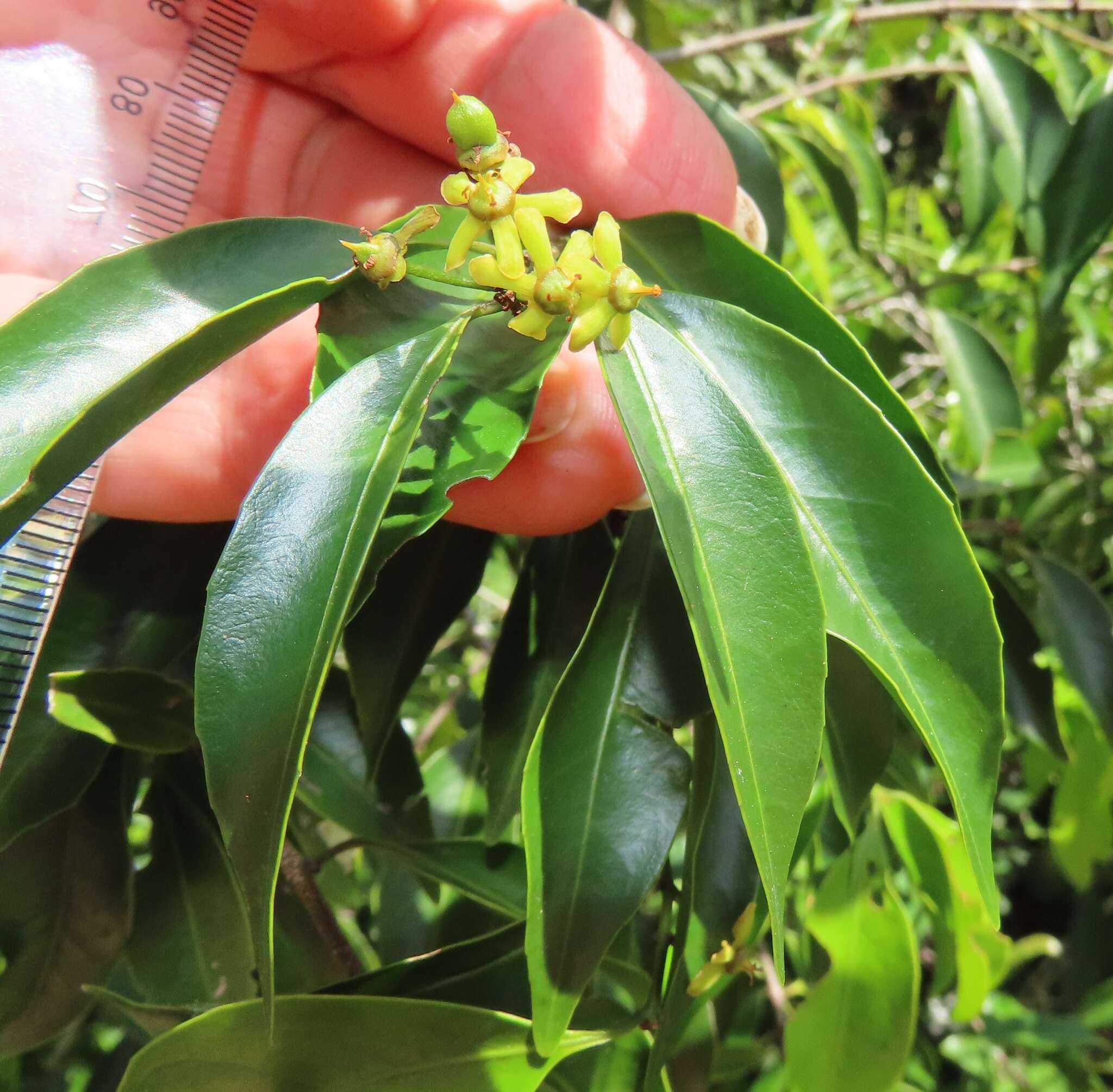 Image of Salacia leptoclada Tul.