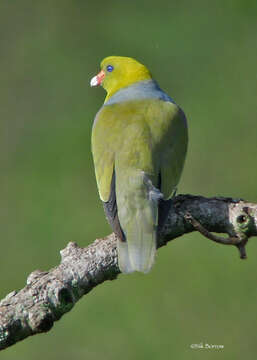 صورة Treron calvus gibberifrons (Madarász 1915)