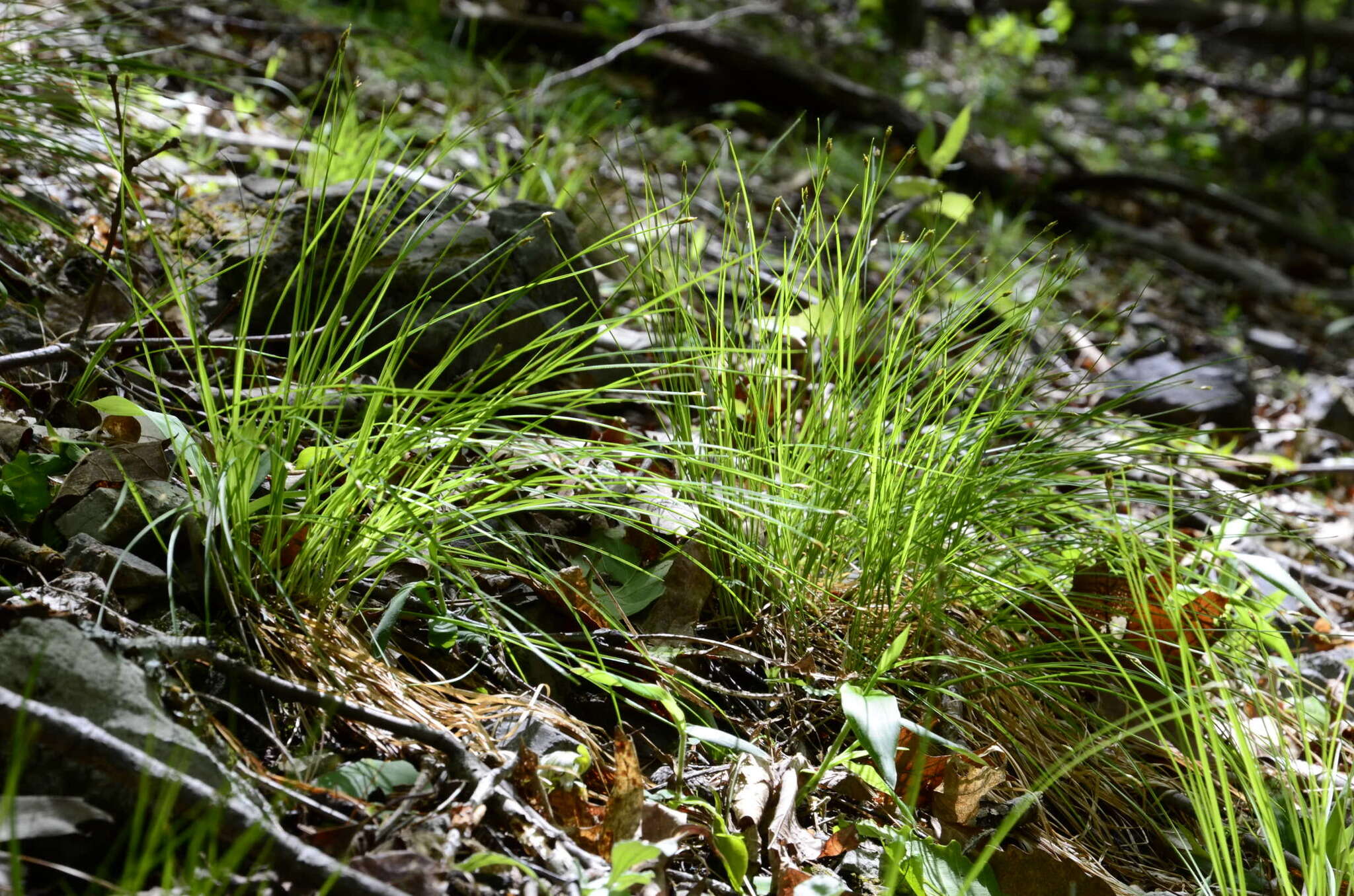 Plancia ëd Trichophorum planifolium (Spreng.) Palla