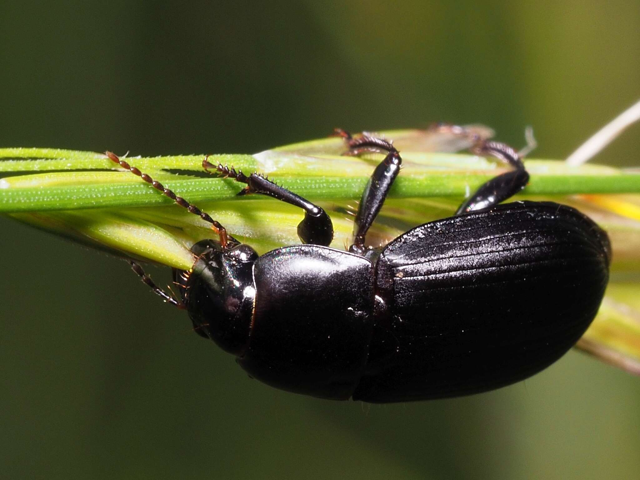 Image of Harpalus (Harpalus) serripes (Quensel ex Schönherr 1806)