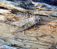 Image of beet armyworm