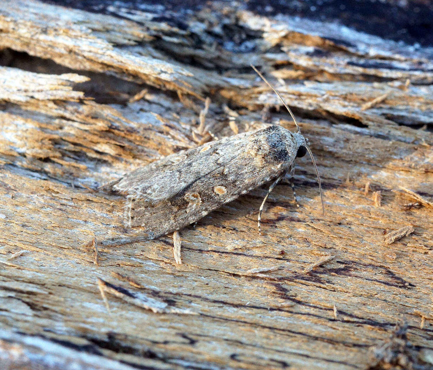 Image of beet armyworm