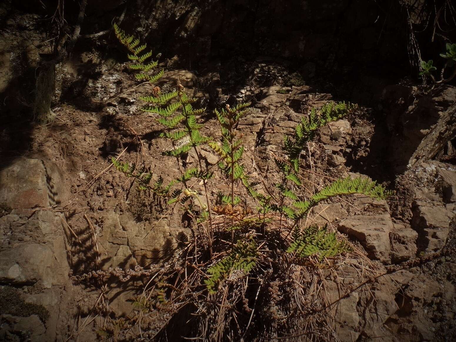 Image of Paragymnopteris marantae (L.) K. H. Shing