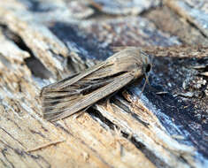 Image of shoulder-striped wainscot