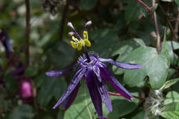 Image of Passiflora umbilicata (Griseb.) Harms