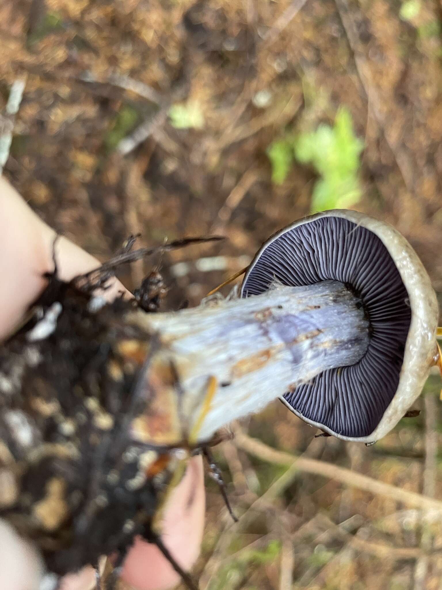 Imagem de Cortinarius riederi (Weinm.) Fr. 1838