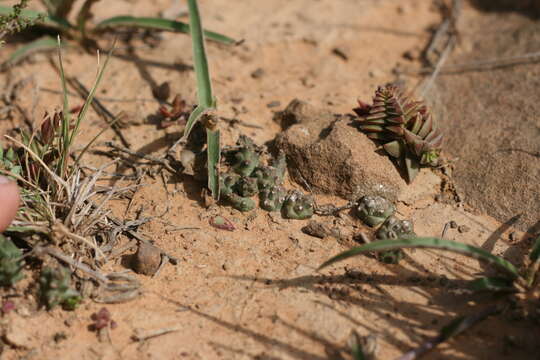 Sivun Euphorbia tridentata Lam. kuva