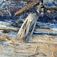 Image of shoulder-striped wainscot