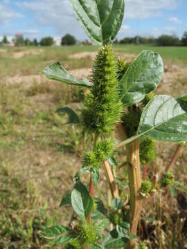 Image of redroot amaranth