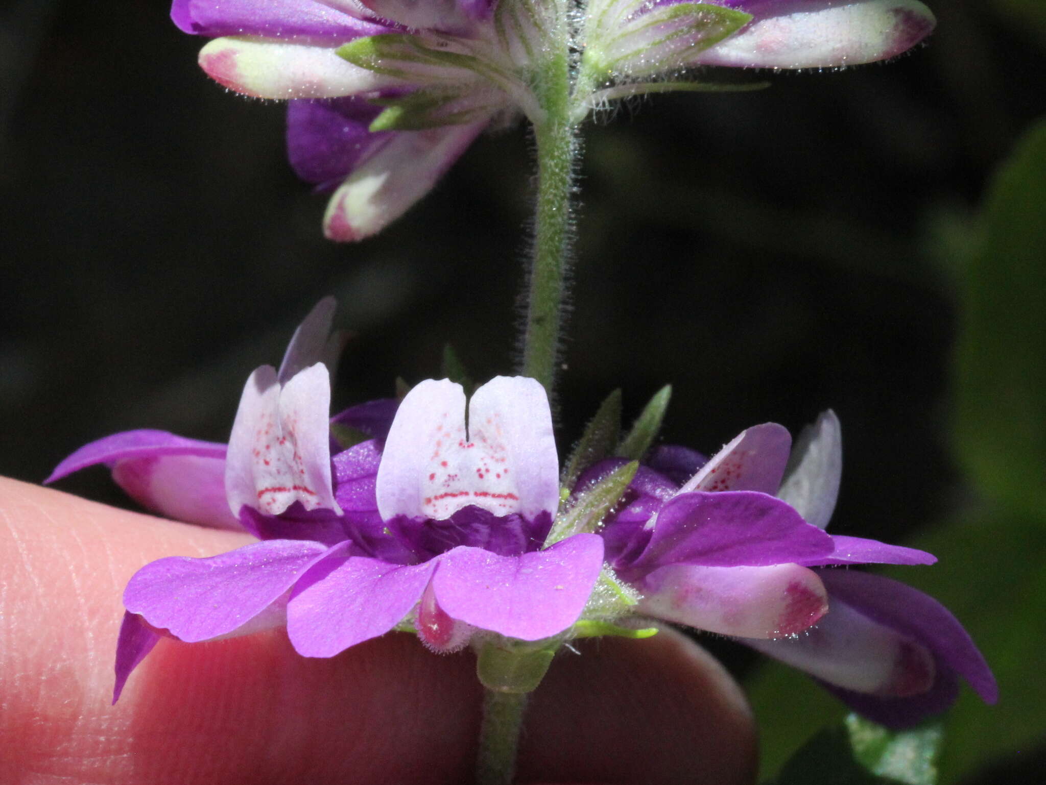 صورة Collinsia concolor Greene.