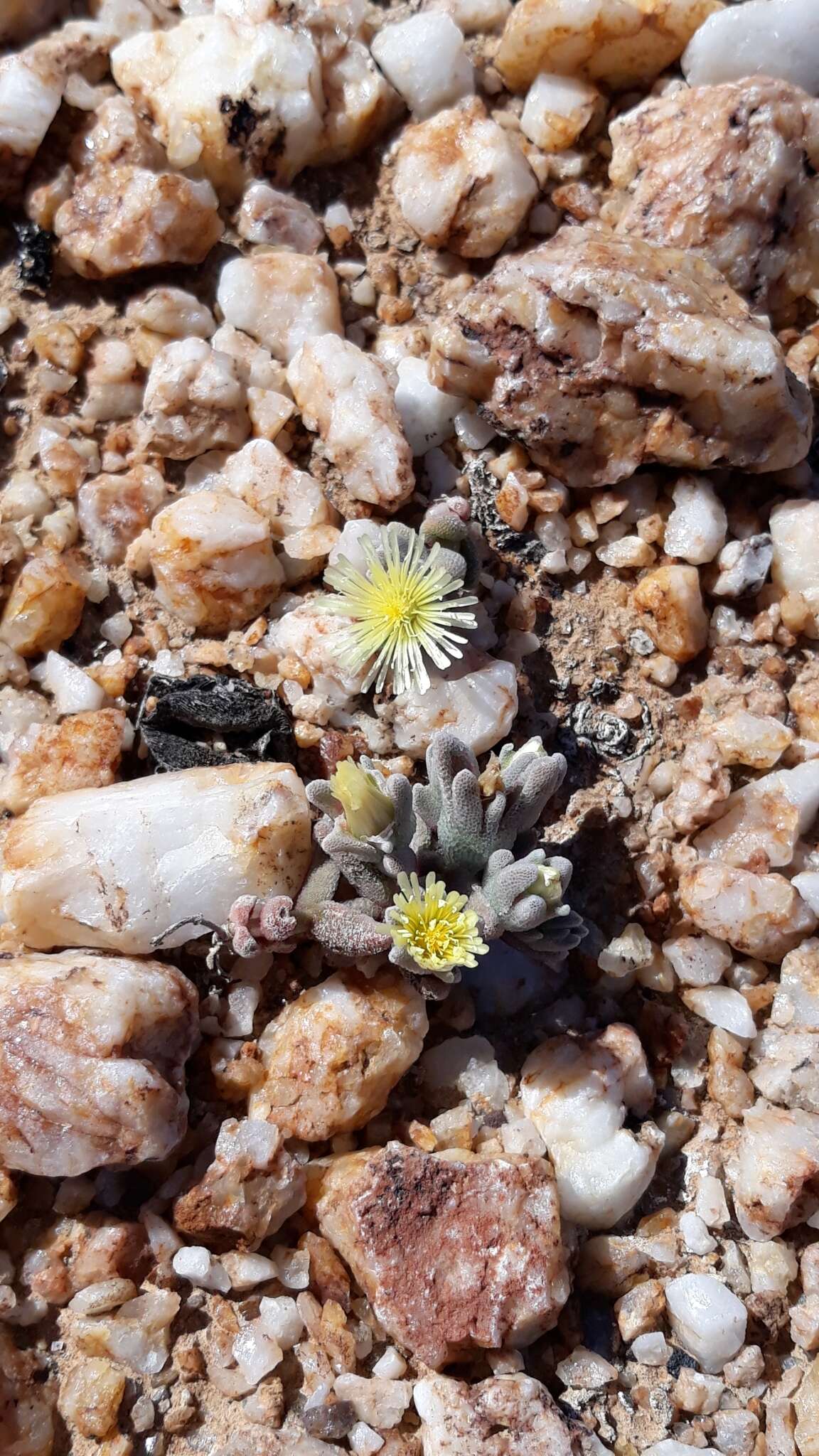 Image of Mesembryanthemum lilliputanum Klak