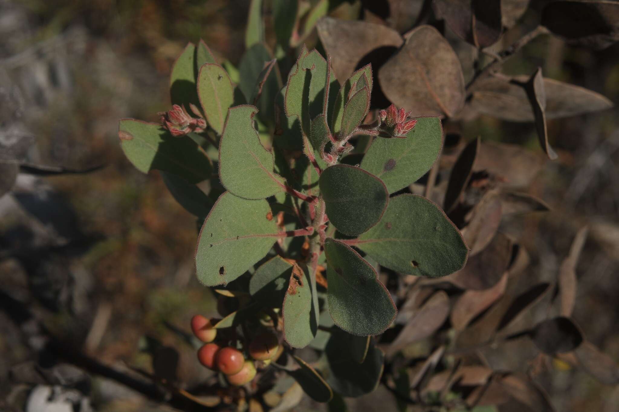 Plancia ëd Arctostaphylos moranii P. V. Wells