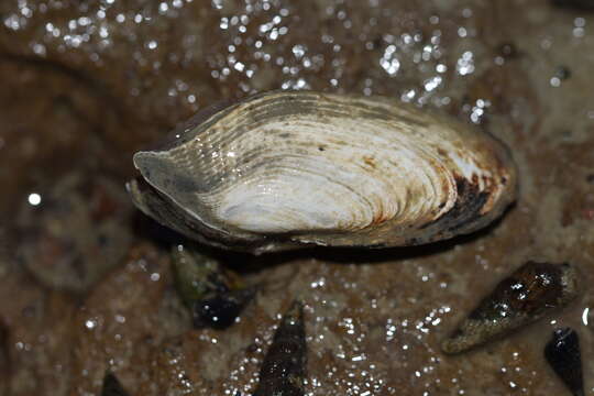 Imagem de Barnea similis (Gray 1835)