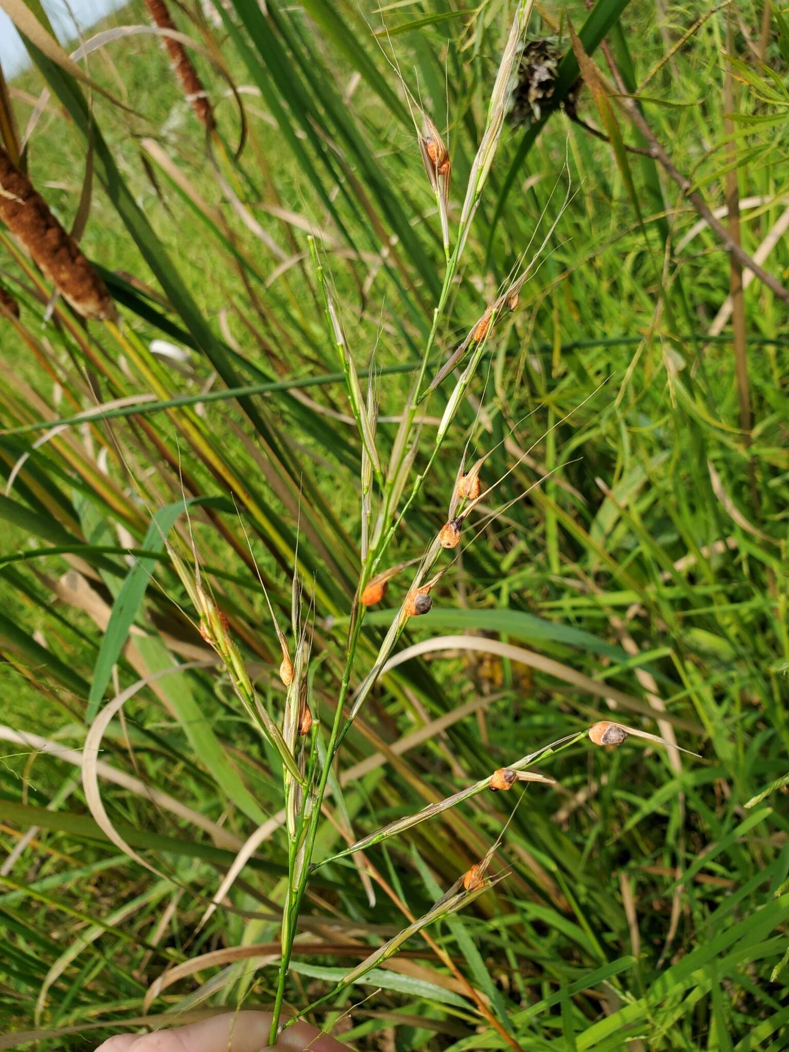 Image of Claviceps zizaniae (Fyles) Pantidou ex Redhead, M. E. Corlett & M. N. L. Lefebvre 2009