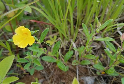 Imagem de Crocanthemum canadense (L.) Britt.