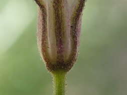 Image of Dayia scabra (Brandegee) J. M. Porter