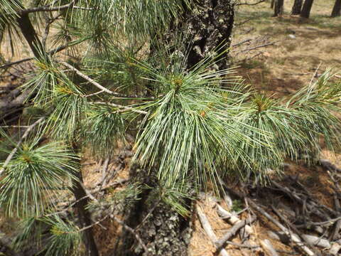 Imagem de Pinus strobiformis Engelm.