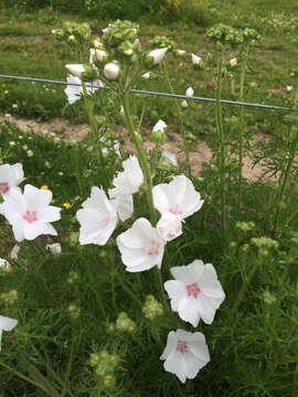 Image of musk mallow