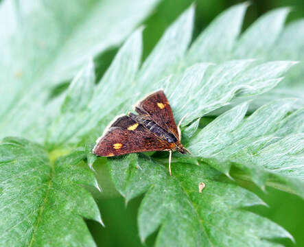 Image of Mint moth