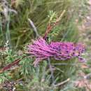 Image of Grevillea acanthifolia subsp. acanthifolia