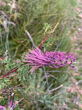 Image of Grevillea acanthifolia subsp. acanthifolia