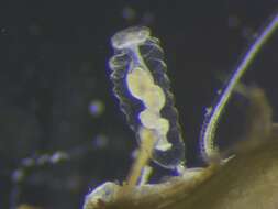 Image of Hydroid