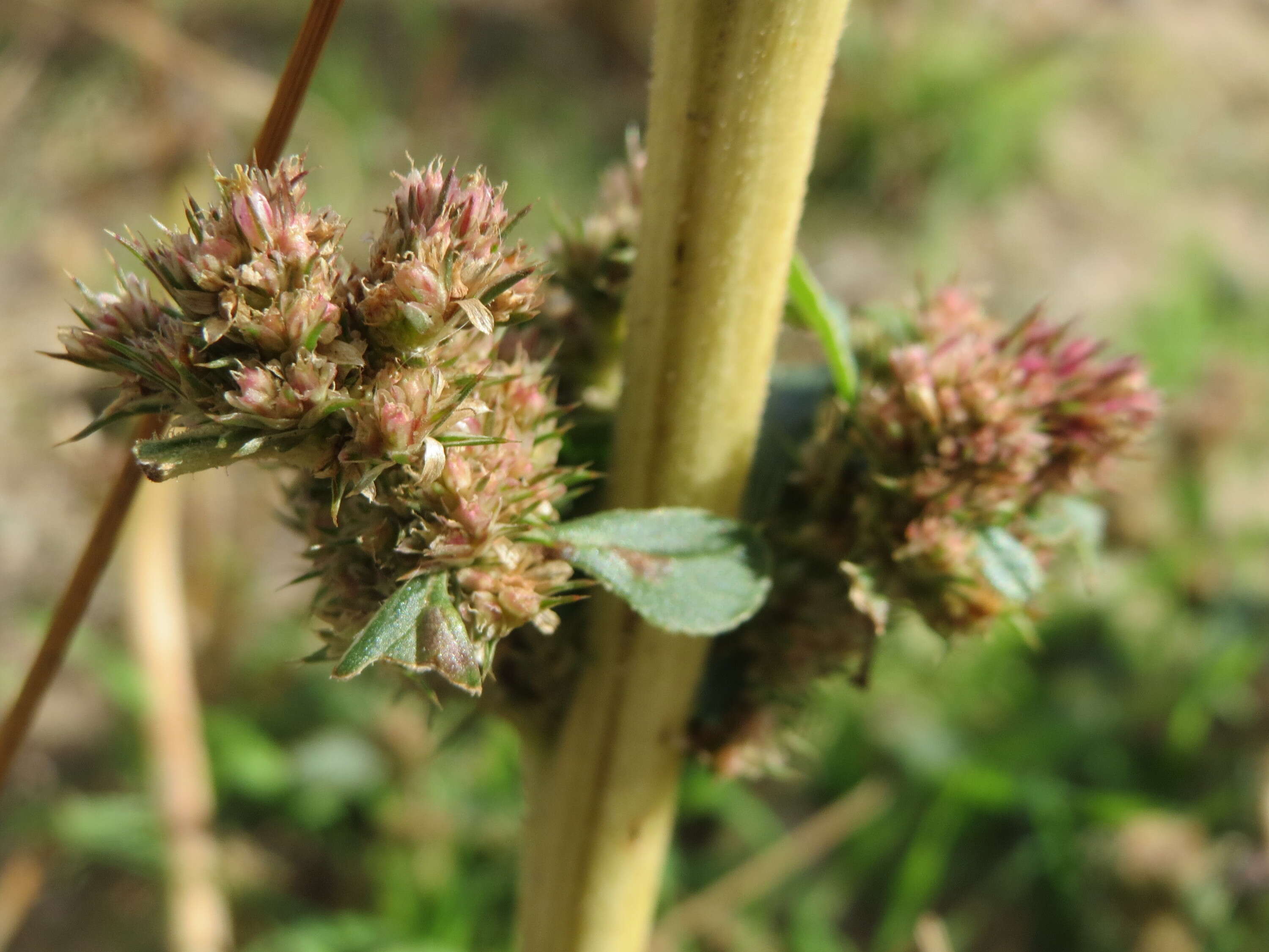 Image of redroot amaranth