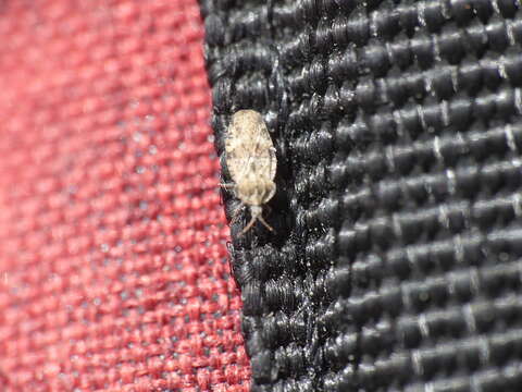 Image of spear thistle lacebug