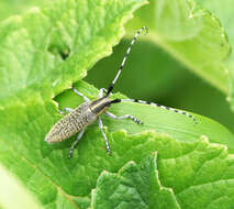 Image of Agapanthia (Epoptes) villosoviridescens (Degeer 1775)