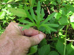 Image of Northern Coastal Violet