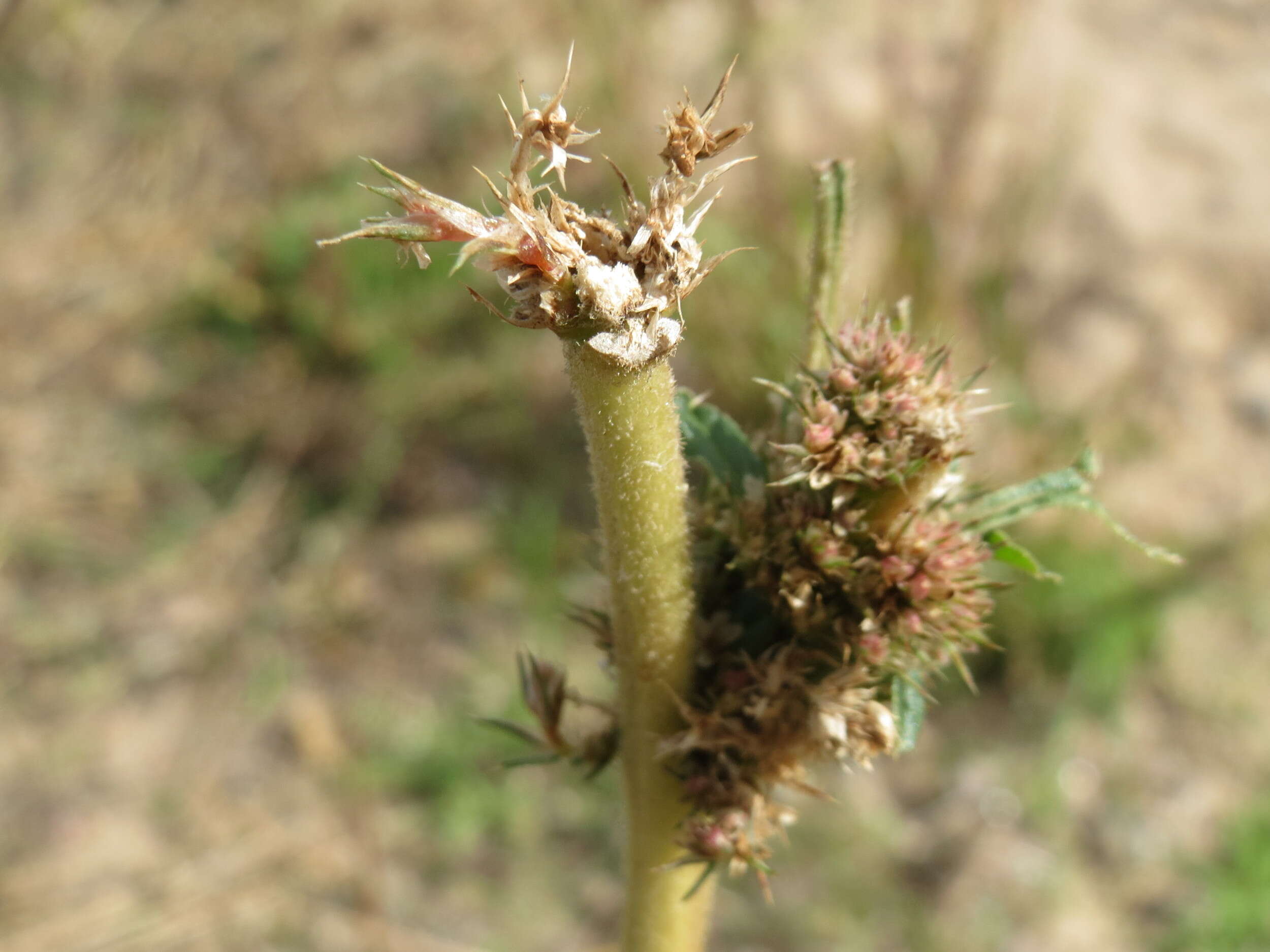 Image of redroot amaranth