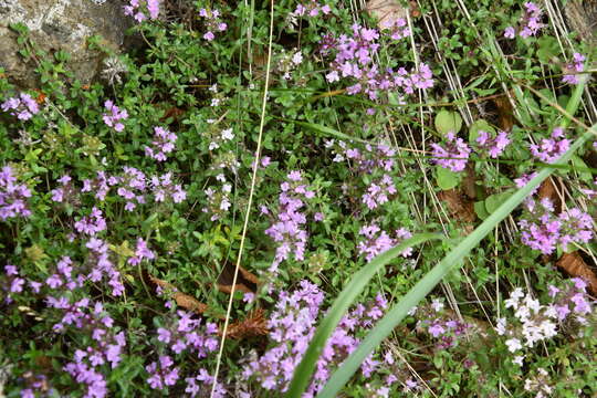 Thymus putoranicus Byczenn. & Kuvaev resmi