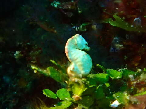 Image of Coleman's Pygmy Seahorse