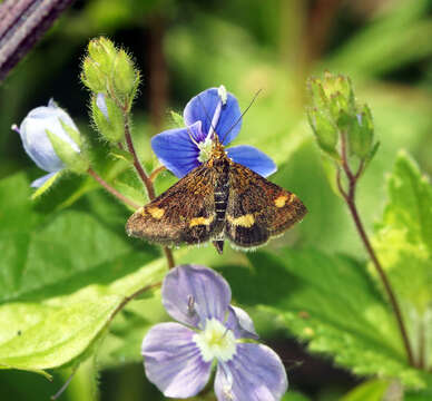 Image of Mint moth