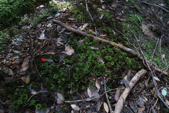 Image of Hygrocybe firma (Berk. & Broome) Singer 1958