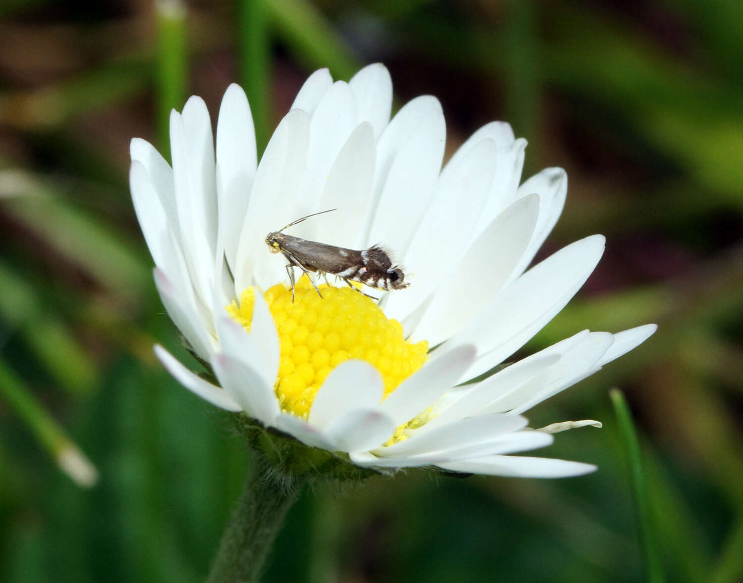 Image of Glyphipterix simpliciella Stephens 1834