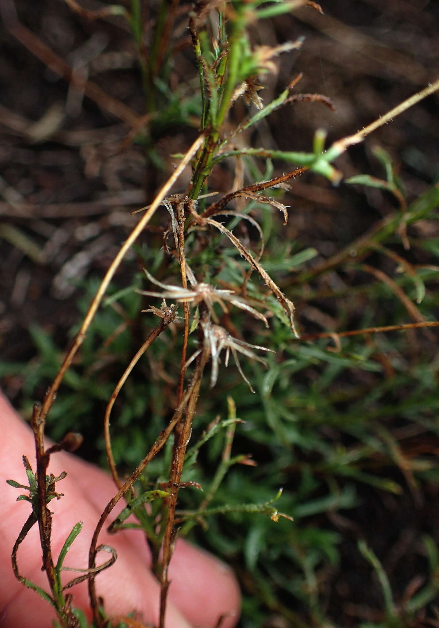 Image of Vittadinia muelleri N. T. Burbidge