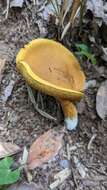 Image of Boletus aurantiosplendens T. J. Baroni 1998