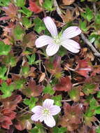 Image of Geranium sibbaldioides subsp. sibbaldioides Benth.