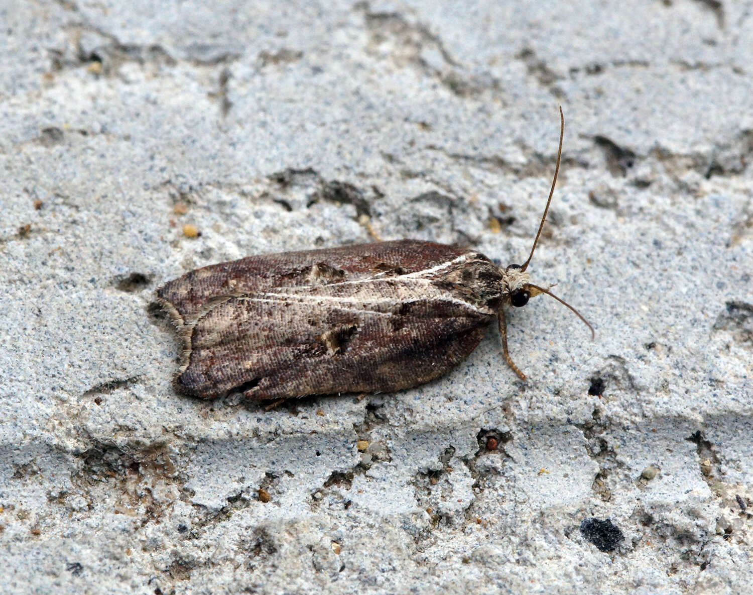 Image of Acleris cristana Denis & Schiffermüller 1775