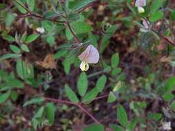 Image of American Deerweed