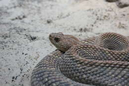 صورة Crotalus durissus Linnaeus 1758