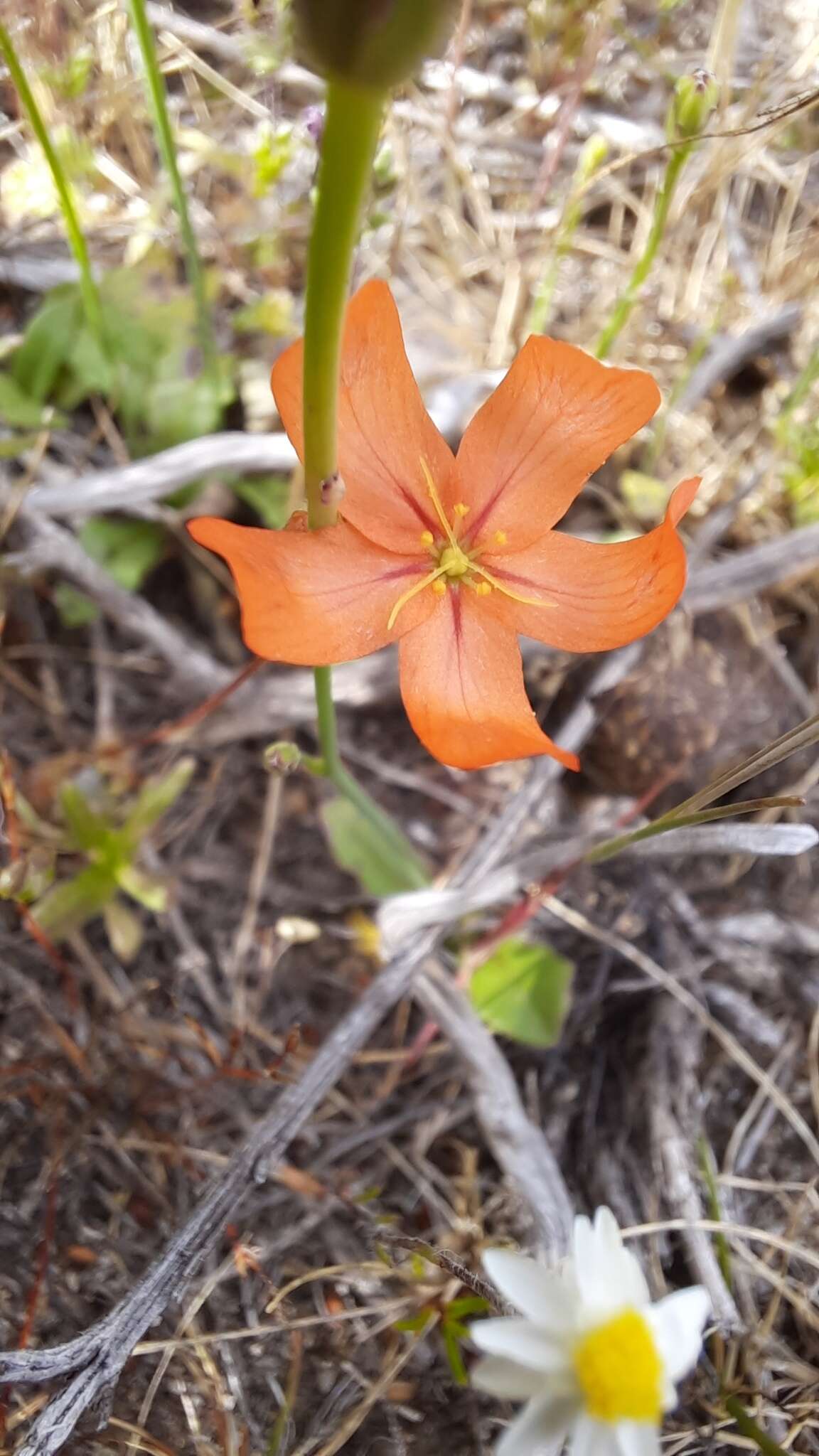 Image of Drosera leucoblasta Benth.