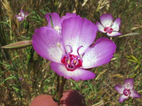 Plancia ëd Clarkia cylindrica (Jepson) H. & M. Lewis