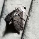 Image of Idaea insulensis Rindge 1958