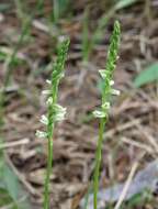 Spiranthes brevilabris var. floridana (Wherry) Luer resmi