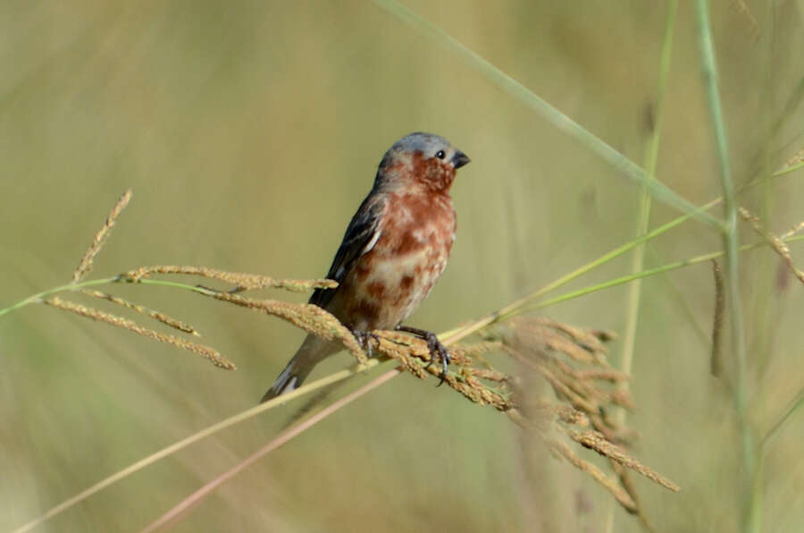 Слика од Sporophila cinnamomea (Lafresnaye 1839)